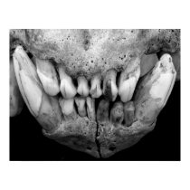 Polar Bear Skull B & W posters by jevensen28 Polar Bear Skull B & W posters