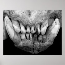 Polar Bear Skull B & W Print