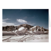 Polar Bear Snow Sculpture Cards