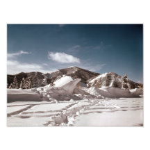 Polar Bear Snow Sculpture Photo Print