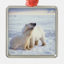 Polar bear sow with cub, pack ice of the christmas tree ornaments