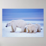 Polar bear sow with cubs on pack ice of posters