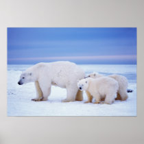 Polar bear sow with cubs on pack ice of