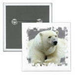 polar bear, bear, large bear, mammal, polar, white bear, white polar bear, arctic, arctic bear, bears, zoo, animal, wild life, wild animal, animals