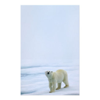 Polar Bear Stationery | Zazzle
