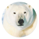 Polar Bear Sticker Polar Bear Sticker