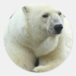 polar bear, bear, large bear, mammal, polar, white bear, white polar bear, arctic, arctic bear, bears, zoo, animal, wild life, wild animal, animals