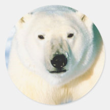 Polar Bear Sticker