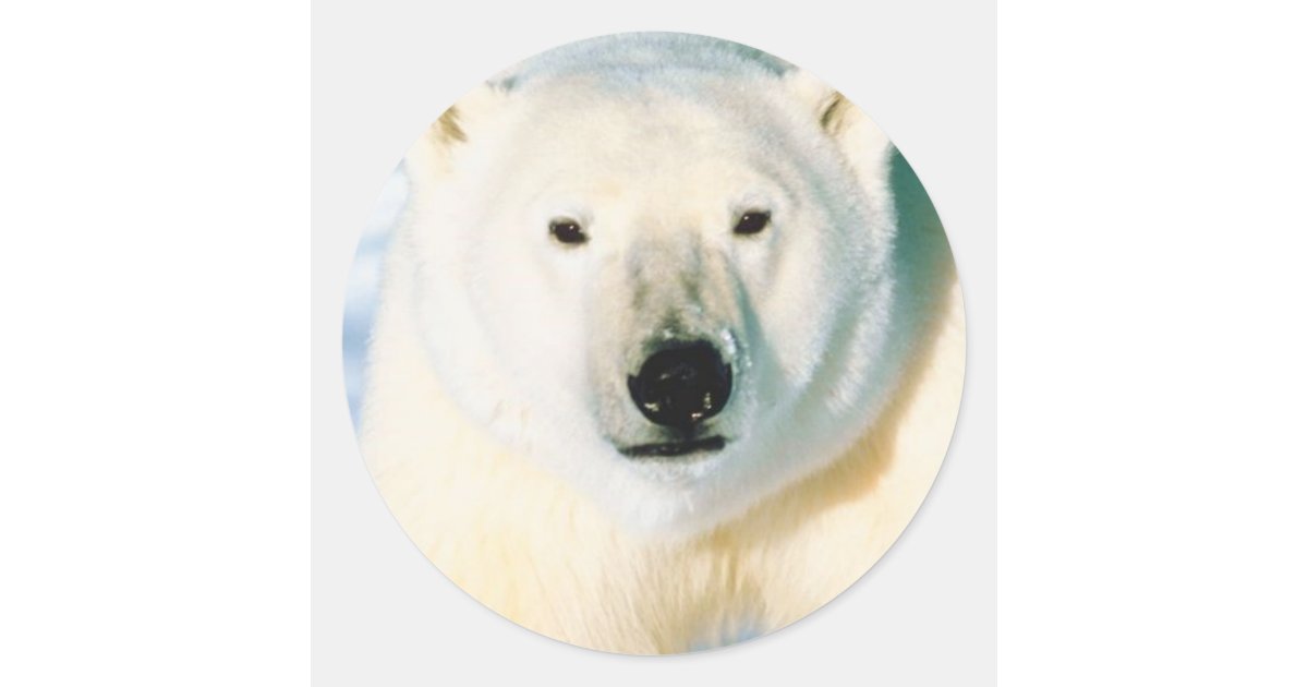 Polar Bear Sticker | Zazzle
