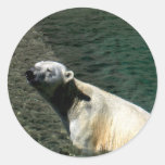 Polar Bear Sticker_Polar Swim