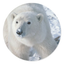 Polar Bear Stickers