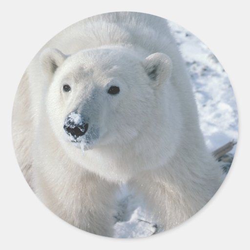 Polar Bear Stickers | Zazzle