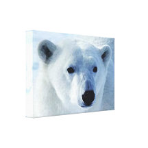 Polar Bear Stretched Canvas Prints