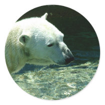 Polar Bear Swim stickers by epclarke Polar Bear Swim stickers