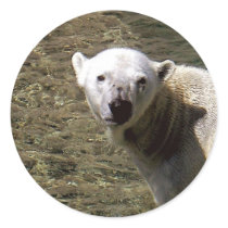 Polar Bear Swim stickers by epclarke Polar Bear Swim stickers