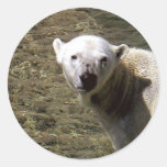 Polar Bear Swim Stickers