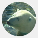 Polar Bear Swim Stickers