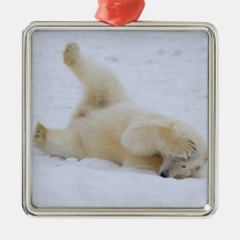 polar bear, Ursus maritimus, cub rolling 2 Christmas Ornament