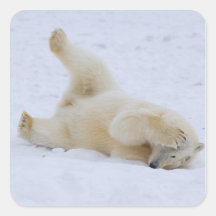 polar bear, Ursus maritimus, cub rolling 2 Square Stickers