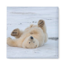 polar bear, Ursus maritimus, cub rolling 3 Fridge Magnet