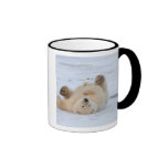 polar bear, Ursus maritimus, cub rolling 3 Mugs