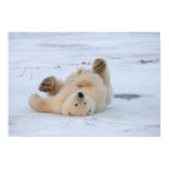 polar bear, Ursus maritimus, cub rolling 3 Poster