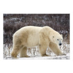 Polar Bear Ursus maritimus) in Churchill Photograph