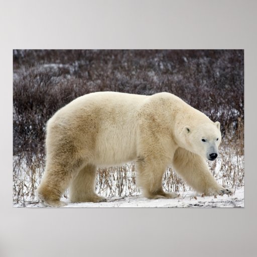 Polar Bear Ursus maritimus) in Churchill Poster