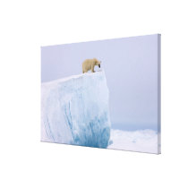 polar bear, Ursus maritimus, on a giant Stretched Canvas Print