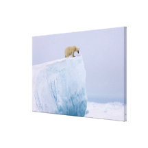 polar bear, Ursus maritimus, on a giant Stretched Canvas Print