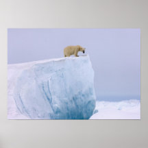 polar bear, Ursus maritimus, on a giant Posters