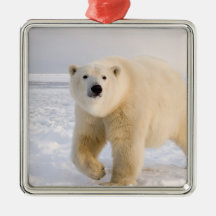 polar bear, Ursus maritimus, on ice and snow, 2 Christmas Tree Ornaments