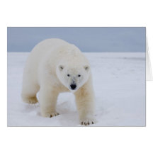 polar bear, Ursus maritimus, on ice and snow, Cards