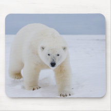 polar bear, Ursus maritimus, on ice and snow, Mouse Pads