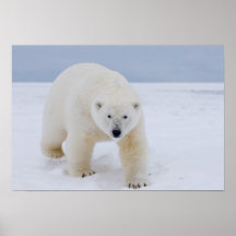 polar bear, Ursus maritimus, on ice and snow, Posters