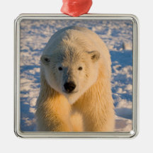 polar bear, Ursus maritimus, polar bear on ice Christmas Ornaments