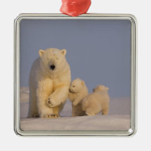 polar bear, Ursus maritimus, sow with newborn 3 Christmas Ornament