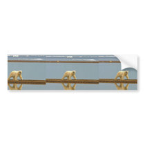 Polar bear walking along the coast bumper sticker