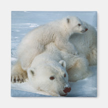 Polar_bear_with_cub Bear Lovers Fridge Magnets