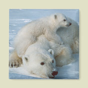 Polar_bear_with_cub Bear Lovers