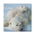 Polar_bear_with_cub Bear Lovers magnets by WildByDezign Polar_bear_with_cub Bear Lovers magnets