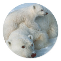Polar_bear_with_cub Gifts Round Stickers