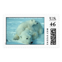 Polar bear with cub postage