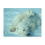 Polar bear with cub postcard