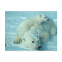 Polar bear with cub postcards