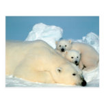 polar bear with cubs postcard