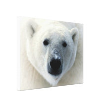 Polar Bear Wrapped Canvas Canvas Prints