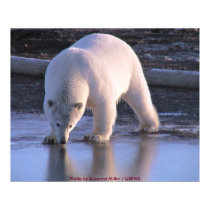 Polar Bear Yearling posters by moxieann Polar Bear Yearling posters