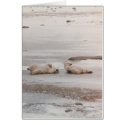 polar bears at the beach cards