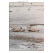 polar bears at the beach cards